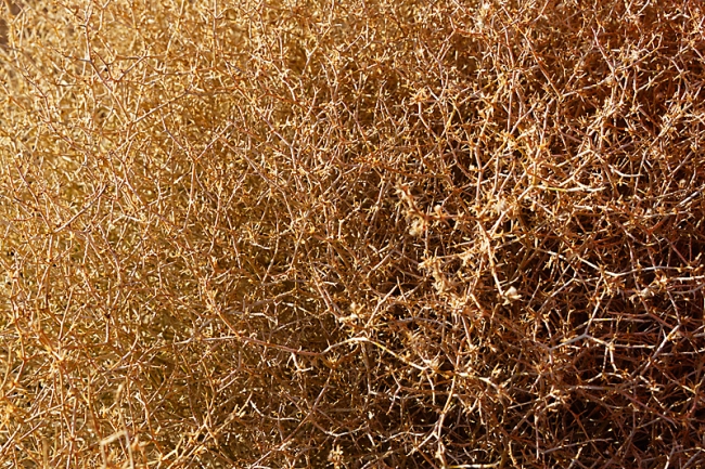 Désert de l'est-020